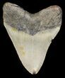 Bargain Megalodon Tooth - North Carolina #45546-2